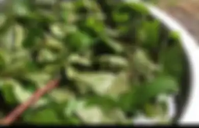 Kayunya Biasa Digunakan Bahan Meubel, Coba Air Rebusan Daun Pohon ini dan Diminum Hangat-hangat Ternyata Baik untuk Kesehatan, Manfaatnya Tiada Tanding