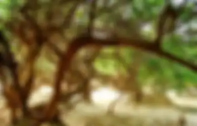 Misteri Hutan Harta Karun Nidhivan, Dilarang Bermalam di Hutan Ini Setelah Matahari Terbenam, Apa Alasannya?