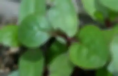 Sering Dianggap Remeh, Siapa Sangka Daun Binahong Bisa Jadi Skincare yang Ampuh Cerahkan Wajah, Hasilnya Bikin Melongo