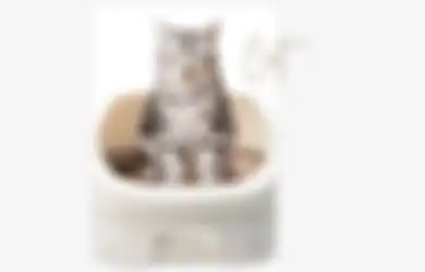 Pandemi Bikin Populasi Peliharaan Kucing di Indonesia Meningkat, Ini Solusi Menjaga Kebersihan Hewan dan Kesehatan Pemiliknya