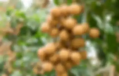 Satu Indonesia Pasti Nyesel Banget Baru Tahu, Buah Kelengkeng Ternyata Ampuh Atasi 8 Masalah pada Tubuh Ini, Khasiatnya Tak Main-main