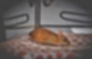 Satu Indonesia Syok! Cuma Disemprot Pakai Bahan Alami Ini, Dijamin Tikus Tak Akan Lagi Seliweran di Sekitar Rumah