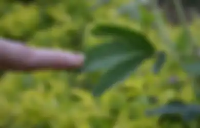 Sering Dianggap Tanaman Liar, Siapa Sangka Daun Putri Malu Jika Ditumbuk Dapat Menjadi Obat yang Tak Terduga