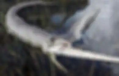 Predator Tertipu Predator, Ular Piton Ini Justru Bernasib Tragis Setelah Nekat Telan Buaya, Terlanjur Masuk ke Mulut Buaya Tersebut Malah Merobek Perut Ular Itu