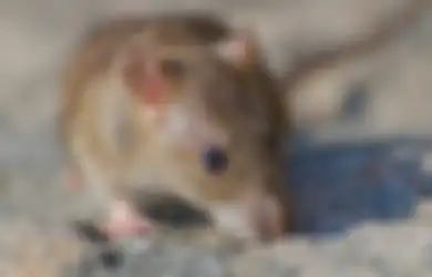 Racun Tikus Bisa Bahayakan Nyawa Seisi Rumah, Ganti dengan Bahan Super Murah Meriah Ini untuk Mengusirnya
