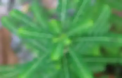 Tips Kesehatan, Ini Dia 12 Manfaat Daun Meniran yang Ampuh Obati Segala Penyakit, dari Asam Urat hingga Diabetes