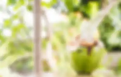 Satu Indonesia Nyesel Kalau Nggak Tahu, Begini Cara Meracik Air Kelapa dan Singkong untuk Basmi Tikus di Rumah