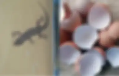 Bisa Usir Cicak di Rumah, Engga Sangka Cangkang Telur hingga Lada Hitam Buat Hewan Menyebalkan Ini Lari Tunggang Langgang