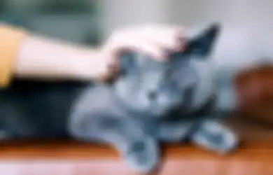 Ternyata Kucing Enggak Suka 7 Perilaku Manusia Ini! Jangan Lakukan!