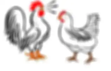 Ramalan Shio Ayam di Tahun 2022, Bakal Dapat Rezeki Nomplok, Tapi Tak Boleh Lengah Akan Hal Ini