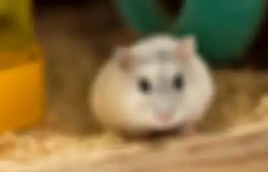 Temukan 11 Hamster Positif Covid-19, Hong Kong Bakal Musnahkan 2.000 Hewan Kecil Karena Khawatir Penularan ke Manusia