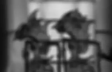 Sukses Menarik Perhatian, Wayang Kulit Jadi Ajang Promosi di Sidang Kedua DEWG G20 yang Digelar di Yogyakarta