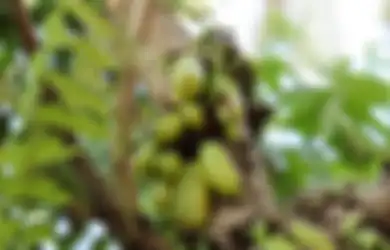Duh Baru Tahu Sekarang, Bahan yang Sering Dijadikan Sayur Ini Ternyata Ampuh Bersihkan Kamar Mandi, Dijamin Hasilnya Bikin Melongo