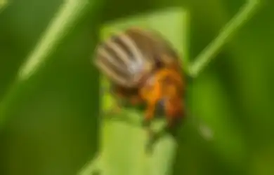 Ibu-ibu Dapat Info dari Tukang Kebun Cara Mengusir Hama Tanaman, Hanya Modal Daun Sirsak dan Pepaya!
