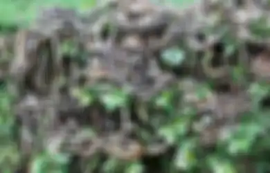 Dihuni 4.000 Ular Berbisa, Pulau Ini Jadi Wadah Para Ular Berevolusi hingga Berburu Burung dengan Racun Mematikan