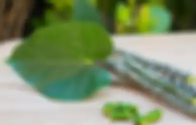 Ampuh Turunkan Demam, Intip Manfaat Ajaib Brotowali Bagi Kesehatan