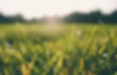 Rumput Liar Bikin Halaman Bak Rumah Kosong, Gunakan Garam dan Sabun Cuci Piring untuk Mengatasinya