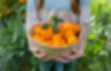 Jangan Sampai Kecolongan, Orang dengan Kondisi Ini Ternyata Dilarang Keras Makan Jeruk, Alih-alih Sehat Malah Bikin Bolak-balik Masuk Rumah Sakit