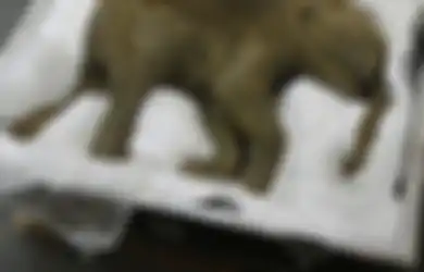Berusia Sekitar 42.000 Tahun, Bayi Mammoth yang Diawetkan Ini Akan Dihidupkan Kembali dengan Ciptakan Spesies Hibrida, Demi Jaga Keseimbangan Ekosistem Bumi, Bagaimana Caranya?