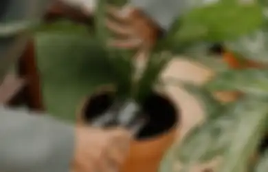 Aneka Tips Harian, Begini Cara Menyiram Tanaman dalam Pot agar Tak Kelebihan Air, Tumbuhan Bakal Awet dan Tak Membusuk