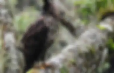 Jawaban Langkah yang Dapat Dilakukan untuk Melindungi Kelestarian Elang Jawa