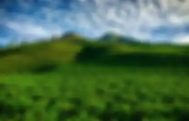 Jawaban Apa yang Sebaiknya Dilakukan Oleh Petani Teh Agar Tumbuhan Teh Tetap Bertahan