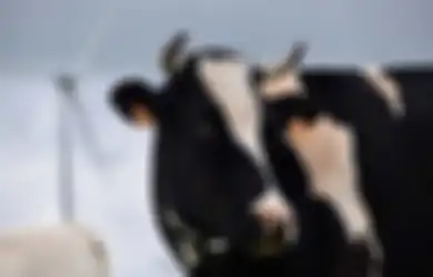 Kepergok Mesum Bareng Sapi di Semak-semak , Pria Tua Keladi Pensiunan PNS Ini Buat Pengakuan Mengejutkan