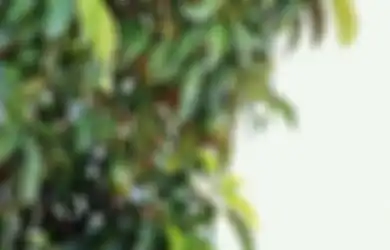 Bisa Selamat dari Penyakit Berbahaya Ini, Ibu-ibu Coba Minum Air Rebusan 5 Lembar Daun Alpukat, Lalu Lihat Hasilnya!
