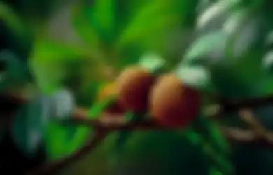 Langsung Sujud Syukur, Air Rebusan Daun Sawo Buat Pria Ini Kaget Rasakan Perubahan Pada Tubuhnya, Tak Perlu Lagi Obat!
