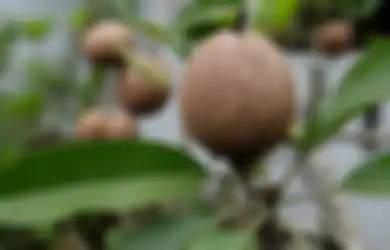 Satu Indonesia Melongo karena Baru Tahu, Air Rebusan Daun Buah Favorit Ini Ternyata Punya Khasiat yang Luar Biasa