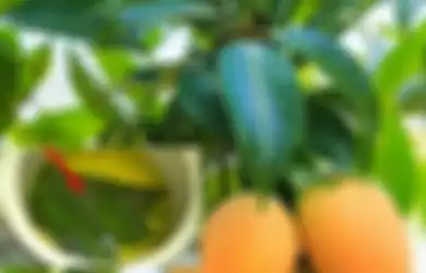 Bapak-bapak Se-Indonesia Pasti Nyesel Baru Tahu, Daun Mangga Ternyata Bisa Atasi Penyakit yang Kerap Menyerang Para Pria Satu Ini, Khasiatnya Ampuh