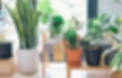 Posisi 3 Tanaman Hias di Depan Rumah ini Menurut Ilmu Fengshui Dipercaya Bakal Undang Keberuntungan dan Kekayaan, Apa Saja?
