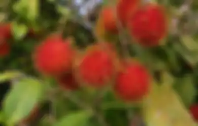 Nyesel Baru Tahu Sekarang, Daun Buah Eksotis Ini Ternyata Ampuh Jadi Obat Kuat Alami loh, Dijamin Makin Betah di Ranjang