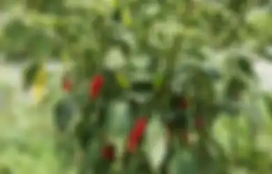 Daun Cabai Tak Dilirik dan Kerap  Dibuang Percuma, Siapa Sangka Kandungannya Mampu Atasi Masalah Kesehatan