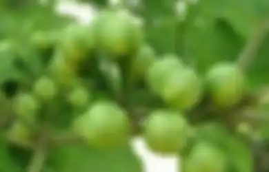 Tumbuh Liar di Hutan, Buah dari Tanaman Ini Dipercaya Bisa Mengobati Asam Lambung, Simak Sederet Khasiatnya Bagi Kesehatan