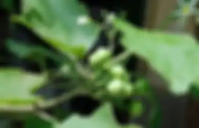Tumbuh Liar di Hutan, Daun yang Kerap Dipandang Sebelah Mata Ini Ternyata Bisa Jadi Obat Asam Lambung