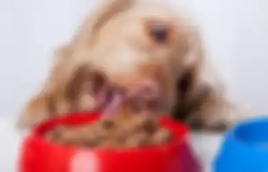 5 Makanan Manusia Ini Bisa Membahayakan Kesehatan Anjing Kita