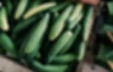 Selama Ini Jadi Kebiasaan Banyak Orang, Mulai Sekarang Jangan Lagi Buang Kulit Mentimun Saat Mengonsumsinya Jika Tak Mau Rugi Besar