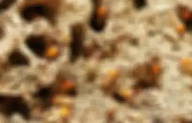 Bisa Habiskan Seluruh Perabotan yang Ada di Rumah, Begini Cara Ampuh Usir Rayap dengan Bahan-bahan Alami