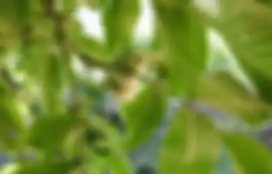 Gak Perlu Repot-repot Beli Skincare Mahal, Hempaskan Kerutan di Wajah Ternyata Semudah Ini, Modalnya Cuma Pakai Daun Buah Ini