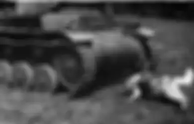 Ide ‘Konyol’ Joseph Stalin, Perkuat Pasukan dengan Anjing Kamikaze Stalin, Bikin Unit Anjing Anti-Tank untuk Ledakkan Tank Musuh Selama Perang Dunia, Efektifkah Senjata Ini?