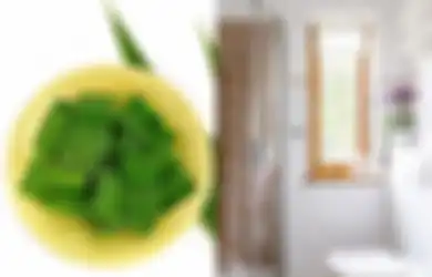 Cara Membuat Pengharum Kamar Mandi dengan Daun Pandan, Tetangga Sampai Kaget Lihat Perubahannya!