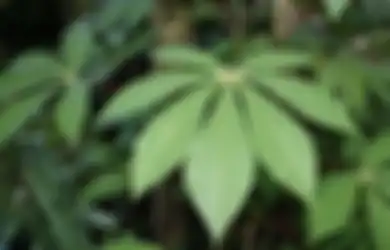 Gak Kalah Ampuh dari Obat Apotek, Cuma Modal Makan Singkong yang Diolah Seperti Ini Setiap Pagi, Rematik Menahun Bisa Sembuh!