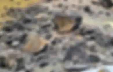 Retak dan Terbuka, ‘Batu Pembunuh’ Jepang Kuno Berisi Roh Jahat yang Jelma Jadi Seorang Wanita Cantik dan Berencana Bunuh Kaisar Terperangkap di Dalamnya Lebih dari 1.000 Tahun Lalu