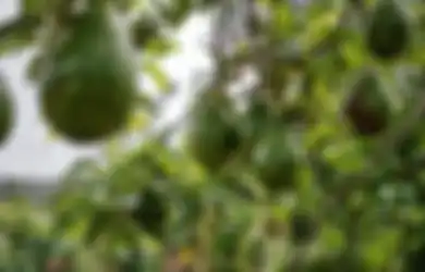Aneka Tips Kesehatan, Air Rebusan Daun Alpukat Ternyata Ampuh Obati Penyakit Mengerikan Ini