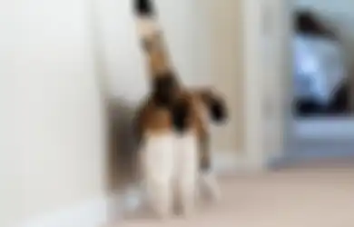 Kok Kucing Suka Kasih Lihat Bokongnya? Ternyata Ini Maksudnya!