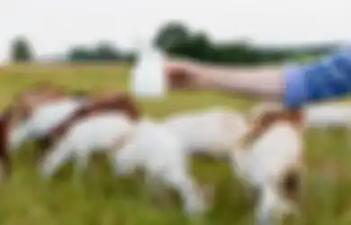 Tak Hanya Kaya Kalsium, Kaum Hawa Harus Tahu Manfaat Lain Susu Kambing, Ternyata Bisa Cerahkan Kulit dan Cegah Jerawat loh