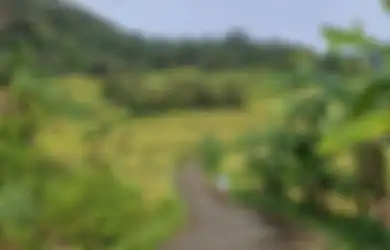 Wisata Ramadan di Yogyakarta, Intip Pesona Sawah Tadah Bak Permadani di Kulon Progo Berlatarkan Perbukitan Menoreh