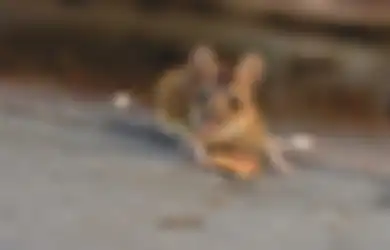 Aneka Tips Harian, Ngapain Susah-susah Pakai Racun, Mending Usir Tikus dari Rumah Pakai Bahan Bekas yang Ada di Dapur Ini