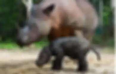 Penampakan Rosa, Bayi Badak Sumatera yang Baru Lahir di Taman Nasional Way Kambas 